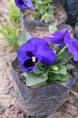 Spring flowers Viola in violet Black color - favorite ornamental plant flowering in the spring,...