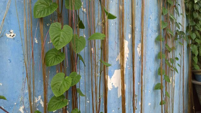Tinospora cordifolia in the garden