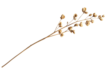 Delicate dried flower stem image isolated on white perfect for minimalist design or nature inspired art