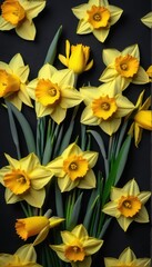 Fototapeta premium Daffodil bouquet, vibrant yellow blooms against dark chalkboard background , yellow flowers, macro