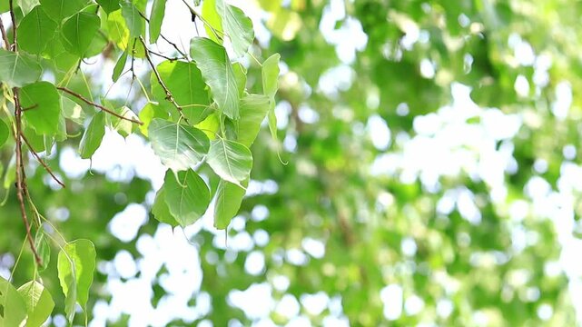 Fresh Green Leaves Against Soft Blurred Background in Nature Setting