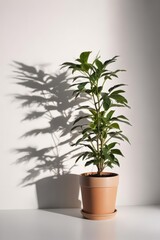 Fototapeta premium Single potted plant, stark white background, dramatic shadows , studio, surface, object