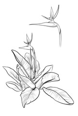 Strelitzia nicolai flower outline coloring page vector