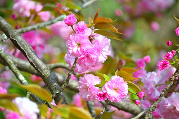 八重桜