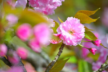 Obraz premium 八重桜