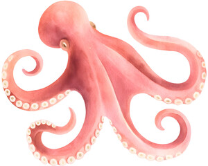 Watercolor illustration of a pink octopus on a transparent background. © beyouenked