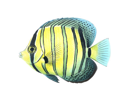 Watercolor illustration of a yellow and black striped fish on a transparent background.