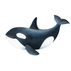Watercolor style illustration of an orca whale on a transparent background. © beyouenked