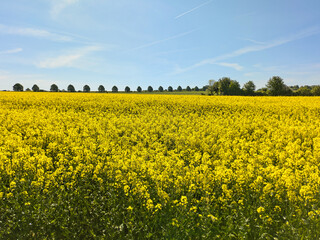 Rapsfeld in Kronsberg-Hannover