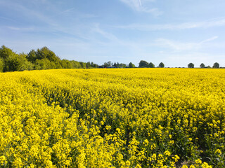 Obraz premium Rapsfeld in Kronsberg-Hannover