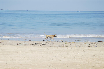 Dog walking along a sandy beach on a bright day at bali's scenic coastline