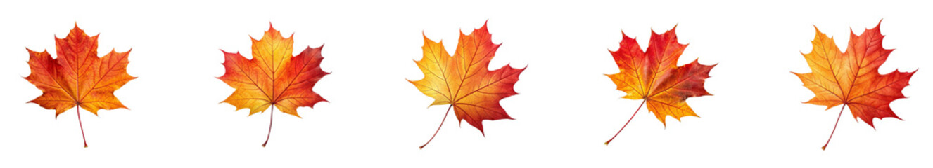 Five colorful maple leaves arranged in a row on a white background transparent background