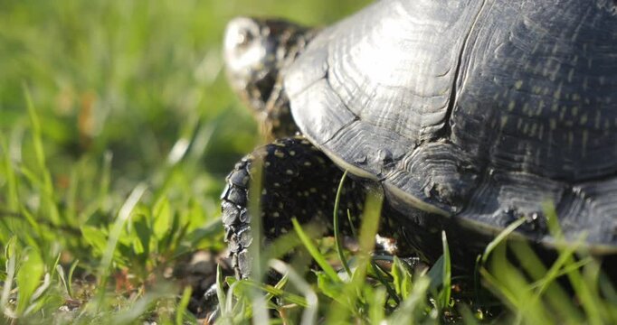 A turtle crawls across a clearing with green grass. A European pond turtle basks in the evening sun. Flora and fauna in Ukraine.