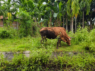 a female cow grazing in an outdoor garden in the rainy season