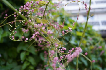 purple flowers in the garden