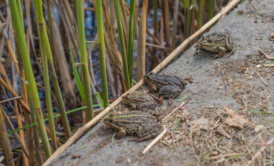 Frogs bask in the sun on the shore of a pond - a calm summer day in the wild