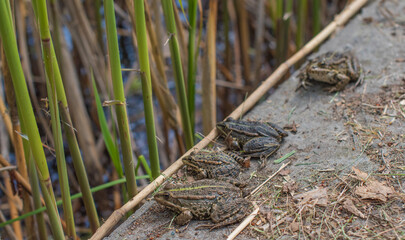 Frogs bask in the sun on the shore of a pond - a calm summer day in the wild
