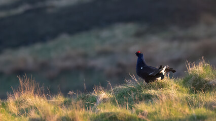 Male black grouse (Tetrao tetrix) on the moorland on a spring evening, Perthshire, Scotland