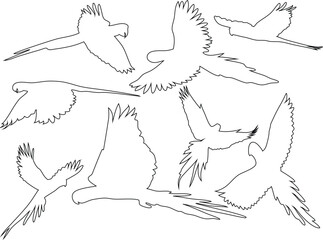 Flying parrot line vector set elegant parrot, parakeet design perfect for bird, nature, tropical, and wildlife themes. 