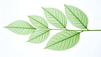 Five translucent green leaves on a branch, isolated on white. Perfect for nature, spa, or eco-friendly designs.