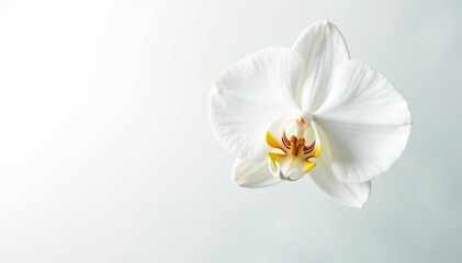 Delicate white orchid blossom on pure white background, clean, plant