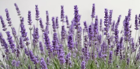 Naklejka premium A profusion of fragrant lavender blooms isolated on white , aromatic, plant, botanical