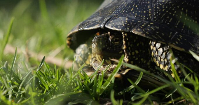 A turtle crawls across a clearing with green grass. A European pond turtle basks in the evening sun. Flora and fauna in Ukraine.