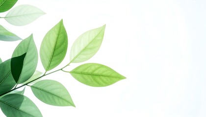 Fresh green leaves on white background. Perfect for design, cards, and websites.