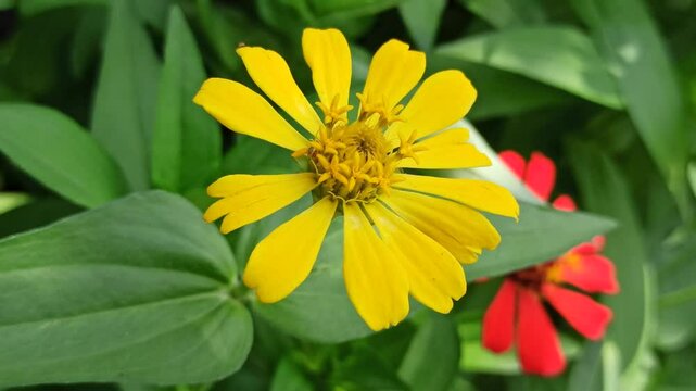 beautiful zinnia flower in the yard