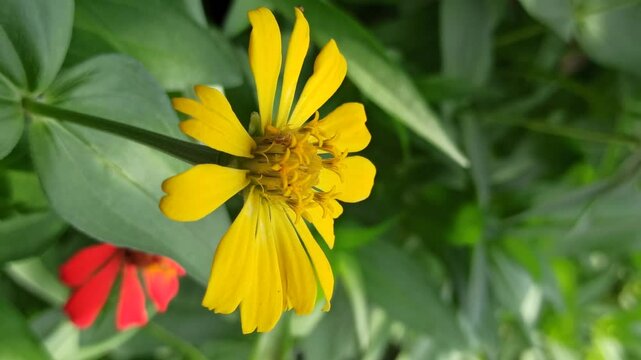 beautiful zinnia flower in the yard