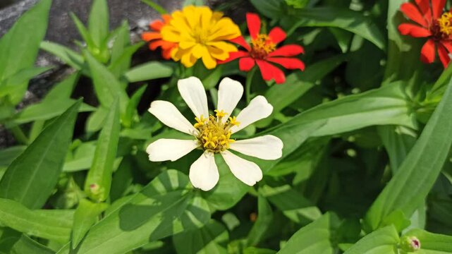 beautiful zinnia flower in the yard