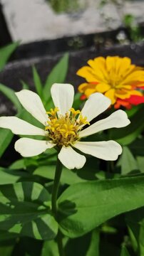 beautiful zinnia flower in the yard