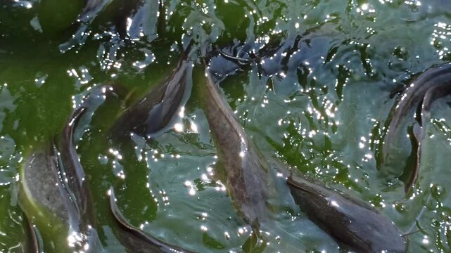 catfish in the pond