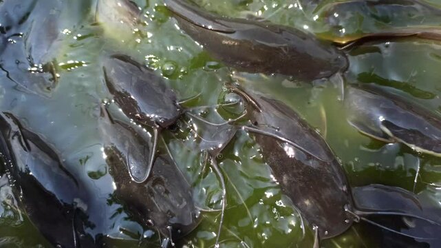catfish in the pond