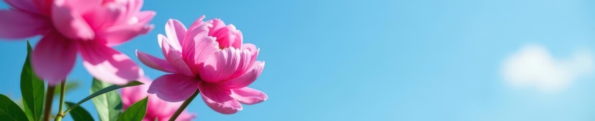 Fototapeta premium Close-up vibrant pink peony blossoms against a clear blue sky , vibrant, background