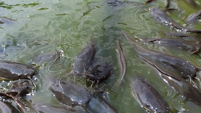 catfish in the pond