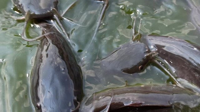 catfish in the pond