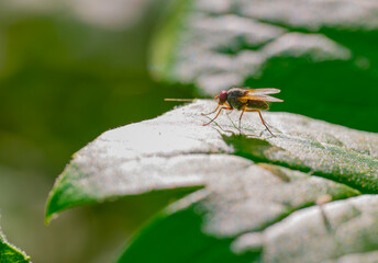 A fly resting on a mayapple leaf in a sunny spot in the woods