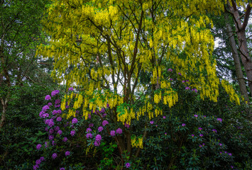 Golden Laburnum blooms cascade above a rhododendron bush bursting with purple flowers in late spring