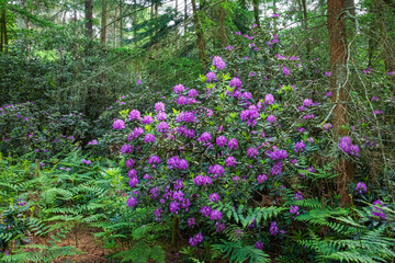 Fototapeta premium Rhododendron bush dotted with purple flowers nestles within a forest, its vibrant blooms standing out against the backdrop of tall trees in late spring 2