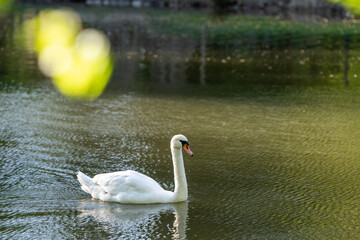 A white swan swims in a city lake on a spring day.