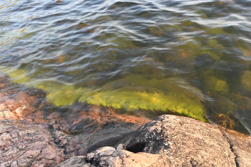 Clean seashore with green algae
