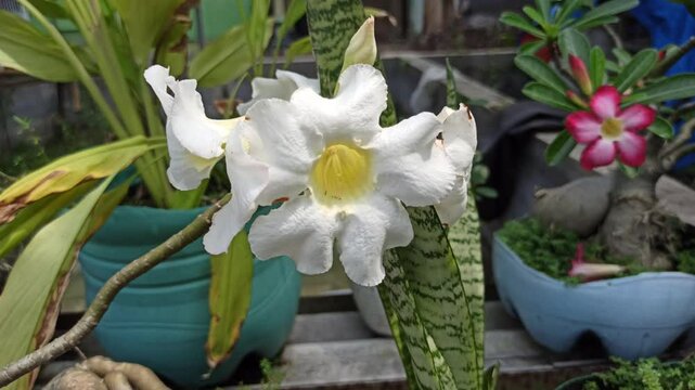 beautiful white adenium flower