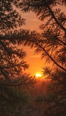 Warm orange sunset hues paint the pine needles, creating a fiery scene , wild, landscape photography, ecology