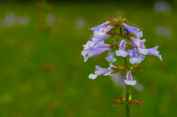 Lyre-leaf sage blooming in an open field in Chickamauga Battlefield, Georgia
