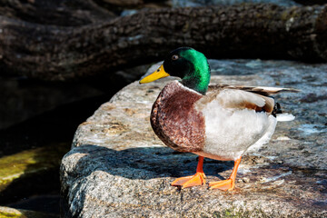 Ente