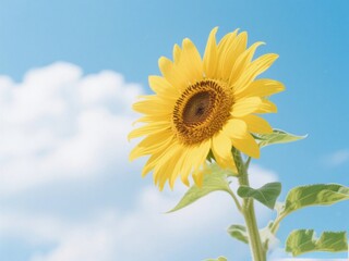 Obraz premium A vibrant sunflower against a clear blue sky with scattered clouds
