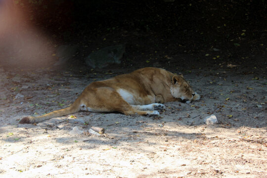 Asiatic lioness resting in forest enclosure