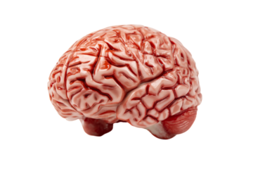 Realistic human brain illustration in PNG format on a transparent background, perfect for medical, educational, or neuroscience projects. Enhance presentations with this anatomical graphic.