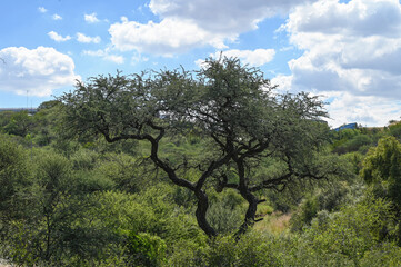 Acacias dans une réserve naturelle en Namibie